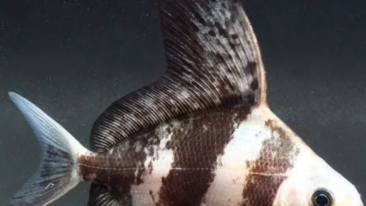 5 Fakta Tentang Ikan Myxocyprinus Asiaticus, Jenis Ikan yang Sangat Unik 