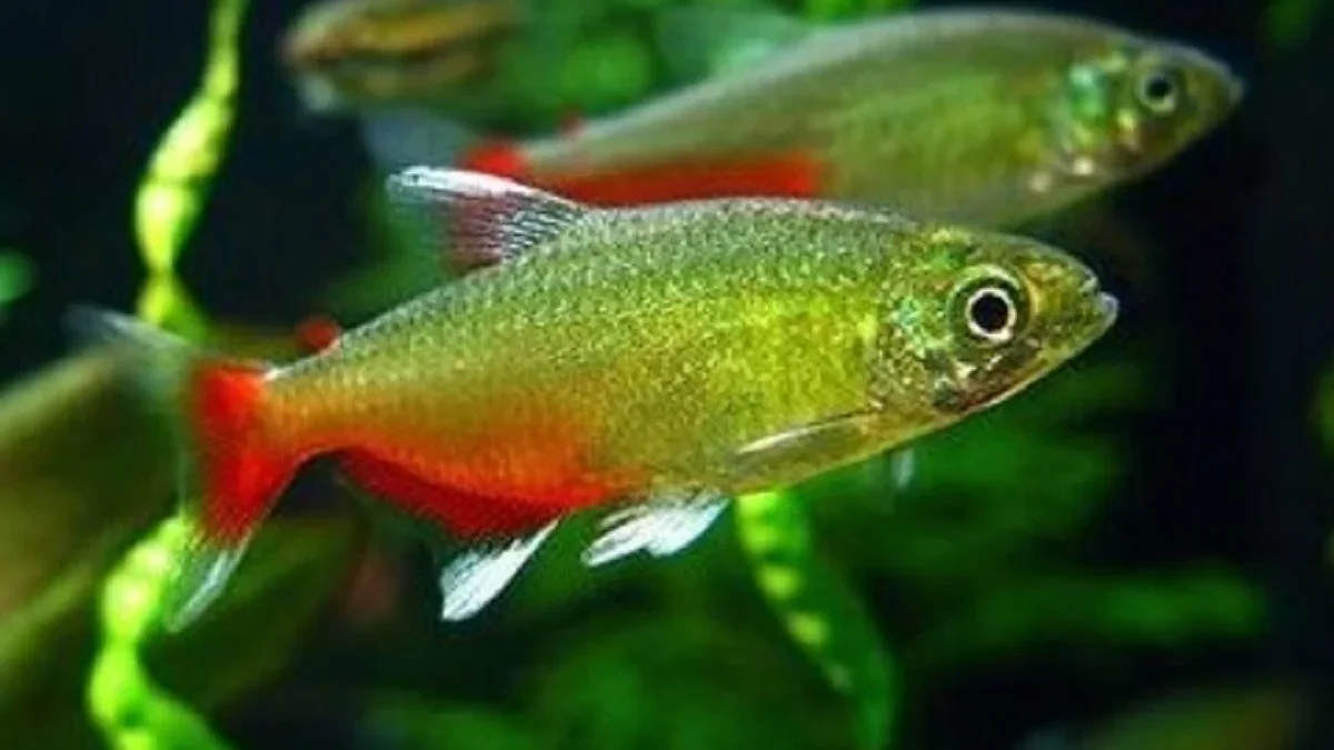 9 Jenis Ikan Tetra yang Populer dan Paling Sering dipelihara di Akuarium 