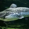 5 Fakta Tentang Ikan Tiger Shovelnose Catfish, Ikan Lele Berasal Dari Sungai Amazon yang Biasa Mejadi Ikan Hia