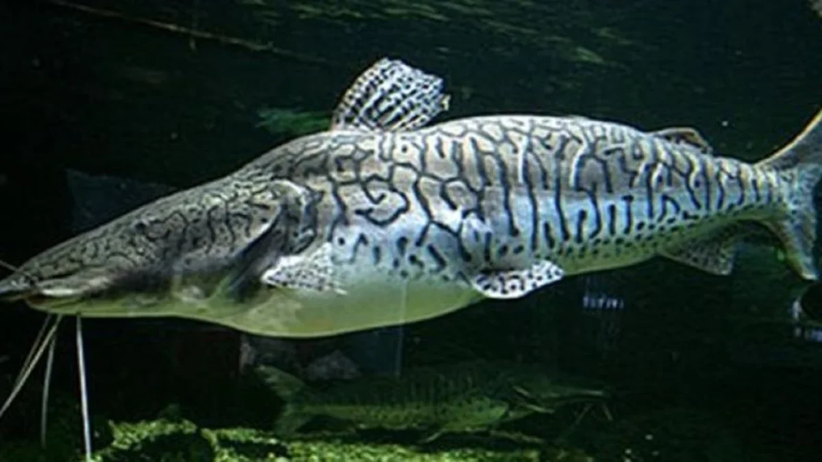5 Fakta Tentang Ikan Tiger Shovelnose Catfish, Ikan Lele Berasal Dari Sungai Amazon yang Biasa Mejadi Ikan Hia