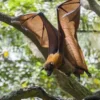 5 Fakta Menakjubkan Mengenai Pteropus Vampyrus, Jenis Kelelawar yang Memiliki Ukuran Besar