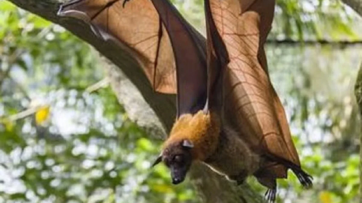 5 Fakta Menakjubkan Mengenai Pteropus Vampyrus, Jenis Kelelawar yang Memiliki Ukuran Besar