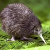 7 Fakta Menakjubkan Tentang Burung Kiwi, Burung Unik yang Tidak Bisa Terbang