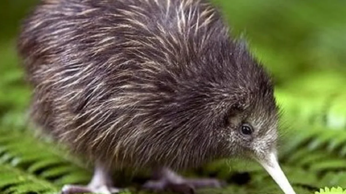 7 Fakta Menakjubkan Tentang Burung Kiwi, Burung Unik yang Tidak Bisa Terbang