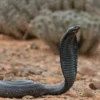 5 Fakta Menarik Tentang Naja haje atau Ular Kobra Mesir yang Hidup di Sub Sahara 