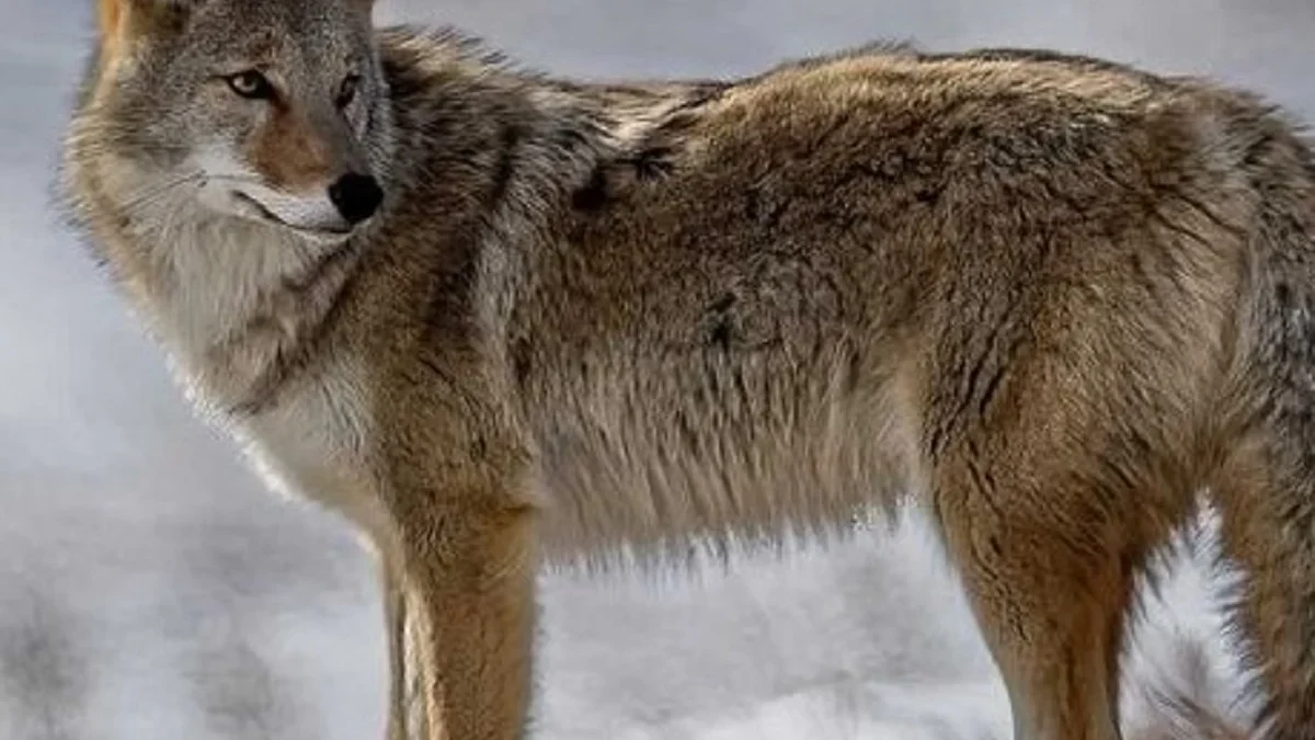 7 Fakta Tentang Anjing Coyote, Jenis Anjing Liar Berkerabat Dekat Dengan Serigala 