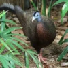5 Fakta Menarik Burung Argusianus Argus atau Burung Kuaw Raja, Burung Eksotis yang Berasal dari Indonesia 