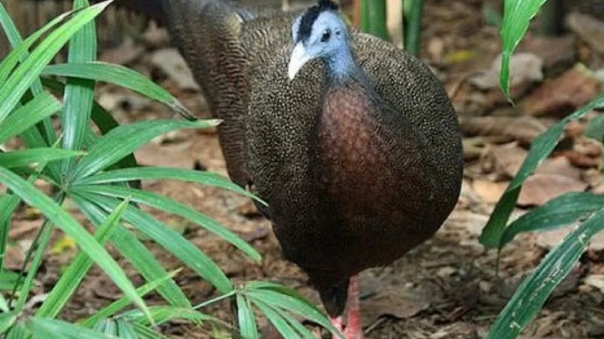 5 Fakta Menarik Burung Argusianus Argus atau Burung Kuaw Raja, Burung Eksotis yang Berasal dari Indonesia 
