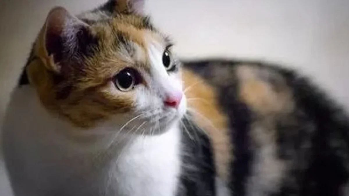 5 Fakta Menarik Tentang Kucing Belang 3, Ternyata Kucing Dengan Warna 3 Ini Mayoritas Betina Semua dan Sangat