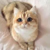 5 Fakta Menarik Tentang Kucing Golden British Shorthair, Jenis Kucing Termahal di Dunia 