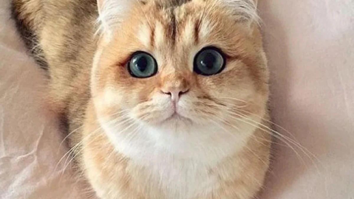 5 Fakta Menarik Tentang Kucing Golden British Shorthair, Jenis Kucing Termahal di Dunia 