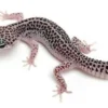 7 Jenis Varietas Leopard Gecko, yang Sangat Menarik dan Mungkin ada yang Kamu Miliki 