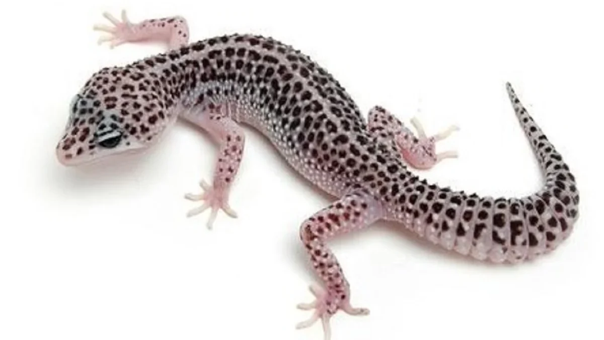 7 Jenis Varietas Leopard Gecko, yang Sangat Menarik dan Mungkin ada yang Kamu Miliki 