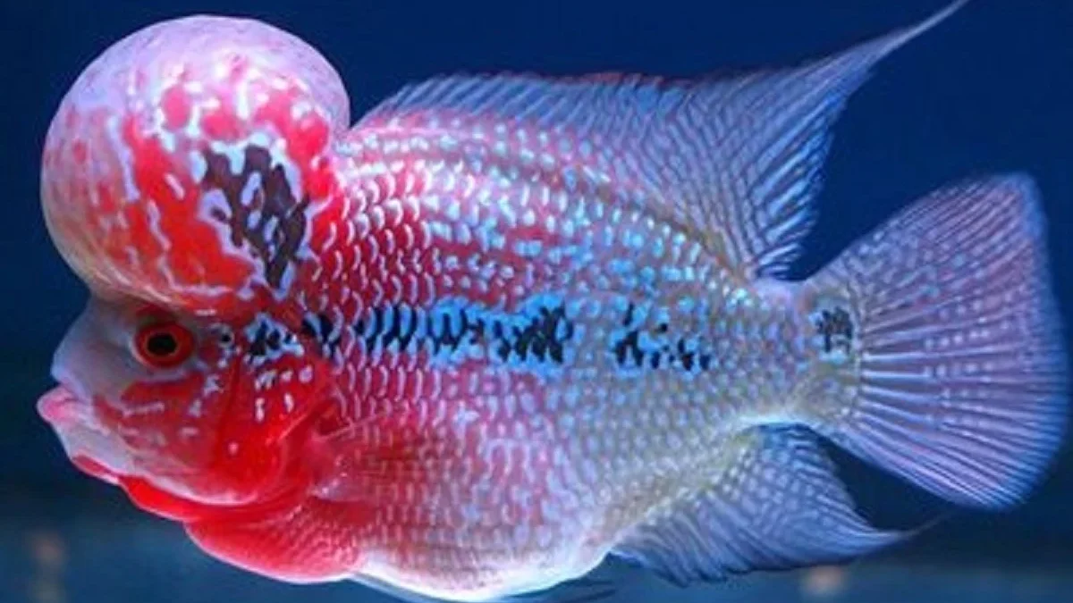 6 Jenis Ikan Louhan yang Sangat Bagus dan Memiliki Warna yang Mencolok 