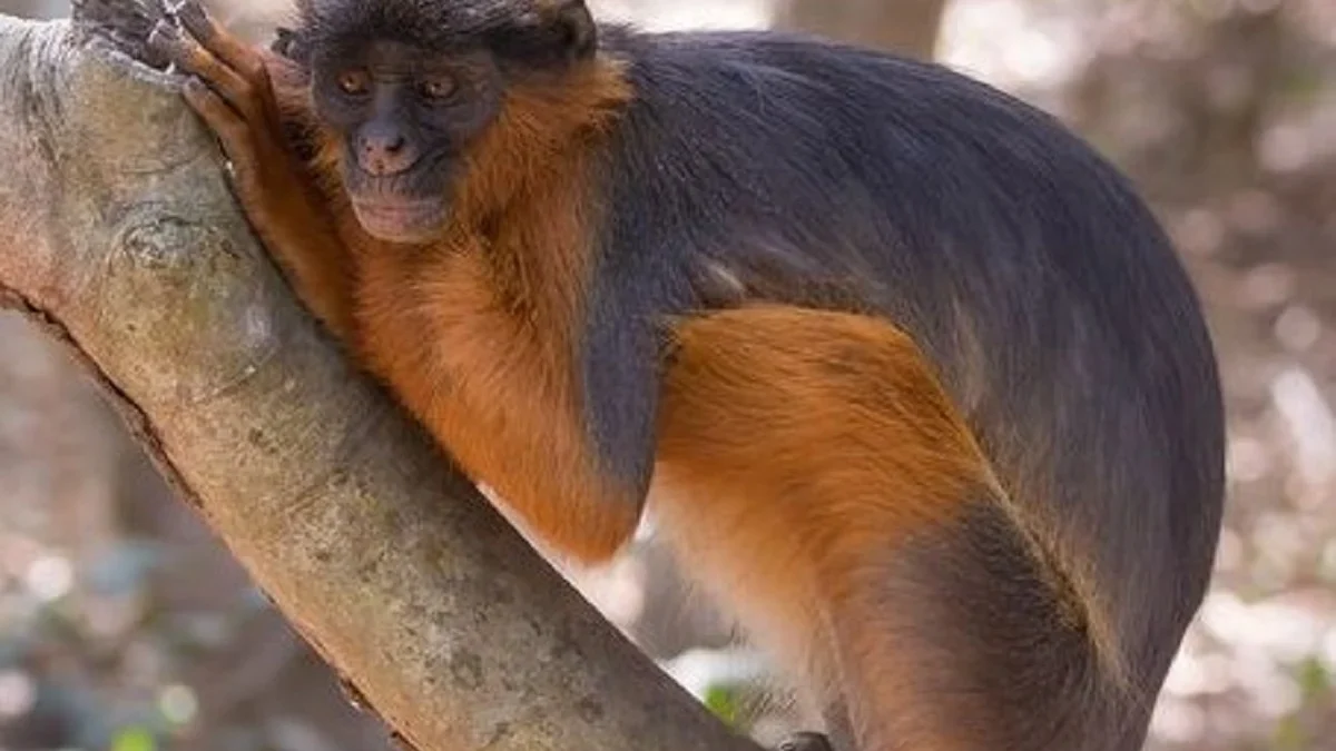 4 Jenis Primata yang Sangat Terancam Punah yang Populasi nya Sangat Sedikit 