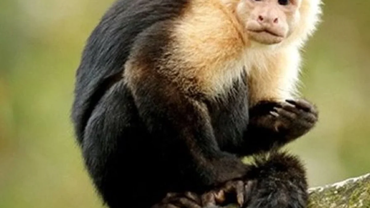 7 Fakta Menarik Tentang Monyet Kapusin, Monyet yang Pintar 