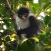5 Fakta Mengenai Monyet Presbytis Natunae, Monyet Endemik Pulau Natuna yang Sangat Terancam Punah 