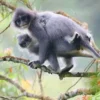 5 Fakta Tentang Monyet Presbytis Comata, Monyet Surili Jawa yang Sangat Terancam Punah