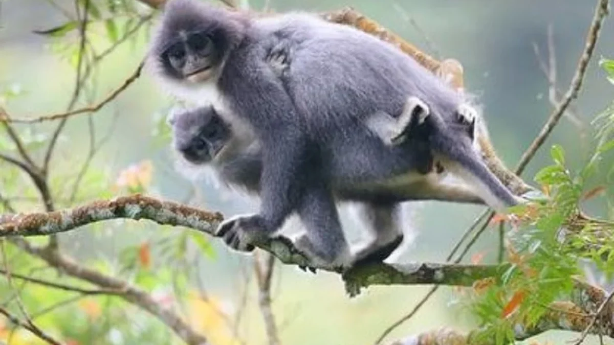 5 Fakta Tentang Monyet Presbytis Comata, Monyet Surili Jawa yang Sangat Terancam Punah