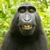 5 Fakta Tentang Monyet Macaca Nigra atau Monyet Yaki, Monyet Endemik Asal Sulawesi yang Sangat Langka