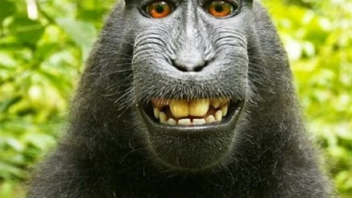 5 Fakta Tentang Monyet Macaca Nigra atau Monyet Yaki, Monyet Endemik Asal Sulawesi yang Sangat Langka