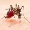 5 Fakta Mengerikan Tentang Nyamuk Aedes Aegypti, Jenis Nyamuk yang Sangat Berbahaya dan Penyebar Penakit Memat