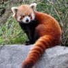 5 Fakta Menarik Tentang Ailurus Fulgens, atau Panda Merah yang Sangat Menggemaskan 