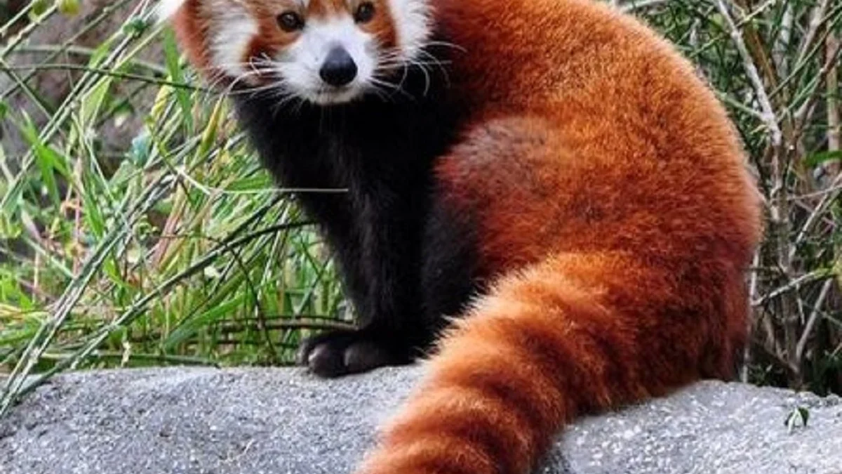 5 Fakta Menarik Tentang Ailurus Fulgens, atau Panda Merah yang Sangat Menggemaskan 