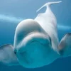 8 Fakta Menarik Paus Beluga, Jenis Mamalia Laut yang Sangat Unik dan Sangat Sosial Namun Sangat Terancam Punah