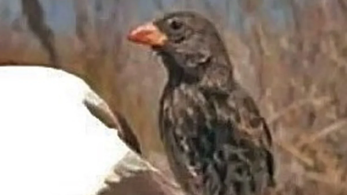 5 Fakta Menarik Tentang Burung Vampire Ground Finch, Burung Penghisap Darah 