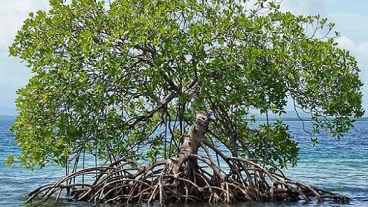 5 Manfaat Pohon Mangrove Bagi Pantai, Penahan Gelombang Laut Agar Pantai Tidak Abrasi 