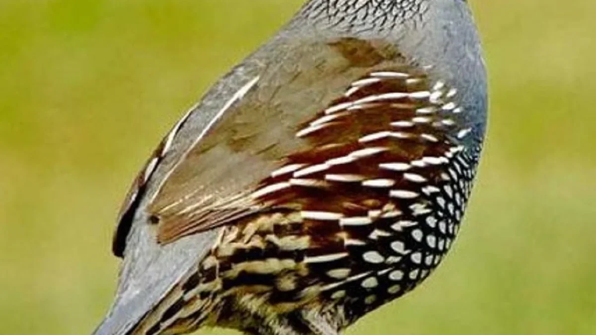 4 Jenis Burung Puyuh Hias yang Sangat Eksotis dan Dapat Kamu Pelihara