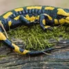 5 Jenis Salamander yang ada di Dunia, Harus Kamu Ketahui 