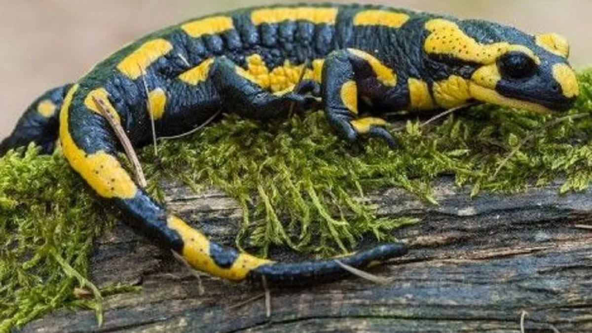 5 Jenis Salamander yang ada di Dunia, Harus Kamu Ketahui 
