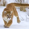 10 Fakta Menarik Tentang Singa Gunung, Jenis Singa yang Sangat Suka Hidup Menyendiri Namun Sangat Terancam