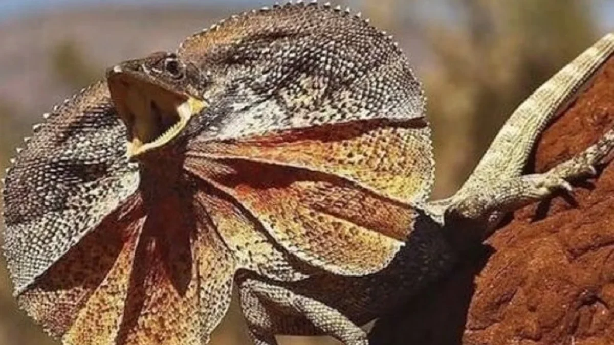 5 Fakta Tentang  Frilled Lizard, Kadal yang Memiliki Kerah yang Sangat Indah 