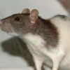 5 Fakta Menakjubkan Tikus  Rattus Norvegicus, Tikus Got yang Memiliki Adaptasi yang Sangat Luar Biasa 