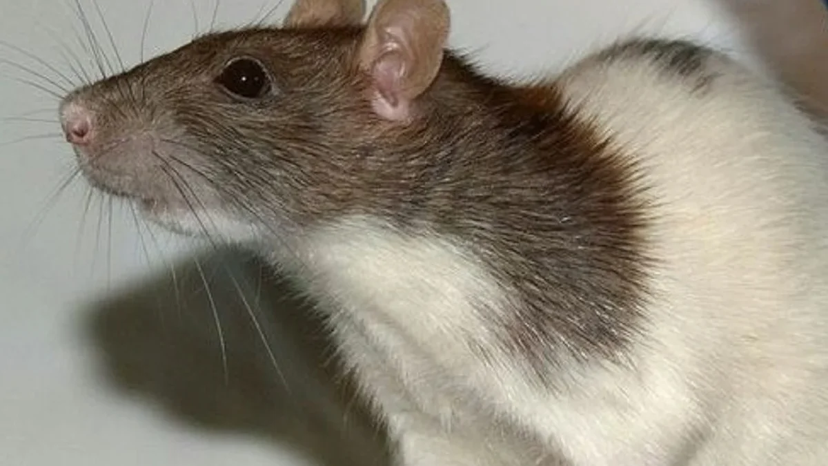 5 Fakta Menakjubkan Tikus  Rattus Norvegicus, Tikus Got yang Memiliki Adaptasi yang Sangat Luar Biasa 