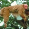 7 Fakta Tentang Monyet Uakari Botak, Monyet Berwajah Merah 