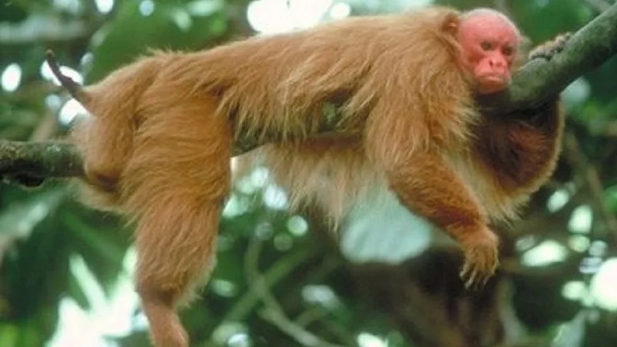 7 Fakta Tentang Monyet Uakari Botak, Monyet Berwajah Merah 