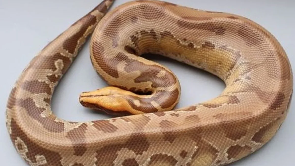 5 Fakta Menarik Tentang Borneo Short Tailed Python, Jenis Ular Python Terpendek 