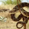 10 Jenis Ular Viper yang ada di Dunia, Apabila Tergigit Oleh Ular Viper Dapat Menyebabkan Kematian