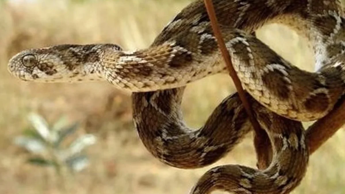 10 Jenis Ular Viper yang ada di Dunia, Apabila Tergigit Oleh Ular Viper Dapat Menyebabkan Kematian