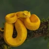 5 Spesies Ular Viper yang Sangat Berbahaya Apabila digigit 
