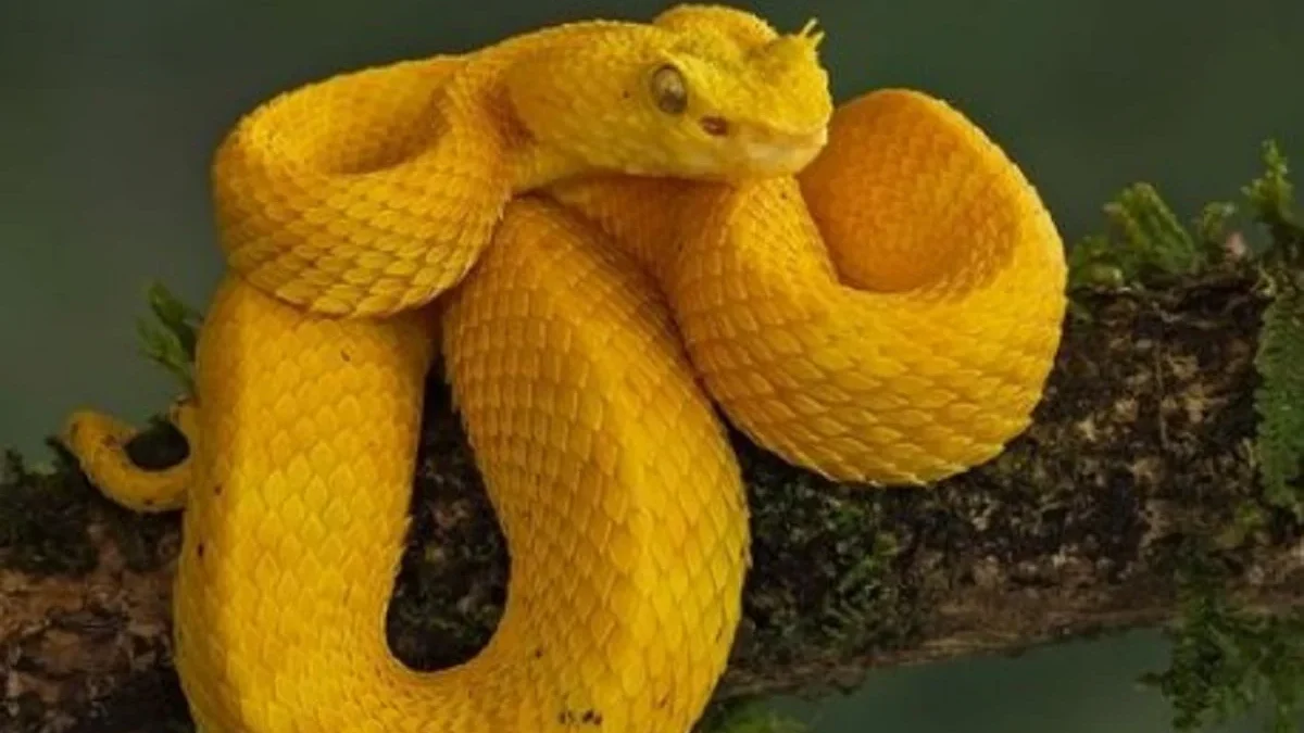 7 Jenis Ular Viper yang Memiliki Warna Paling Cantik, Warna Cerah Namun Sangat Berbahaya dan Bisa Mengakibatka