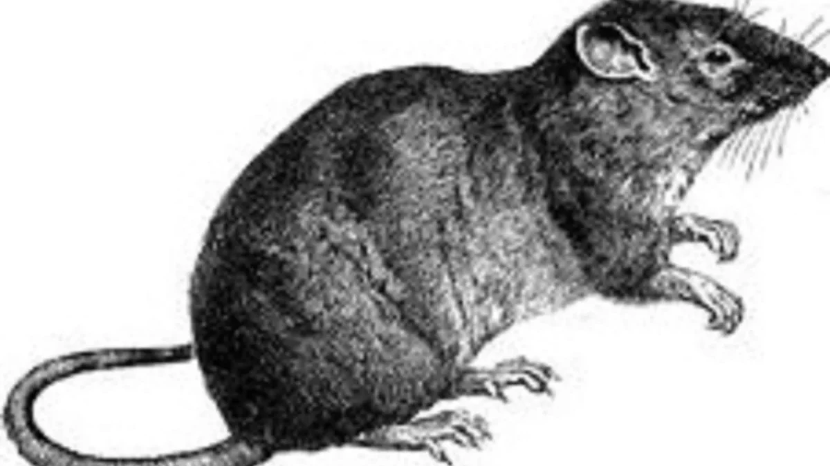 5 Fakta Menjijikan Tentang Bandicota Bengalensis, Kerap disebut Tikus Wirok yang Sangat Menggagu dan Penyebar