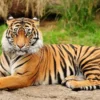Peran Penting Harimau Jawa dalam Menjaga Keseimbangan Ekosistem