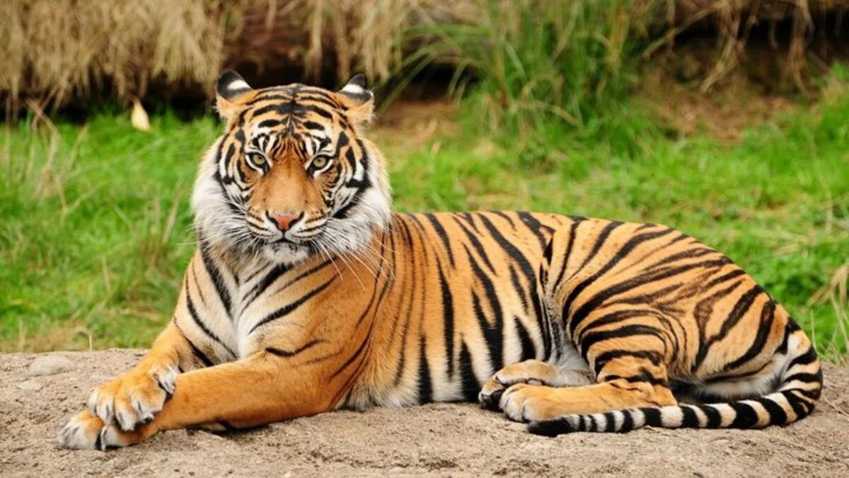 Peran Penting Harimau Jawa dalam Menjaga Keseimbangan Ekosistem