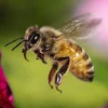 Siklus Metamorfosis Sempurnas Pada Lebah yang Jarang Orang Ketahui!