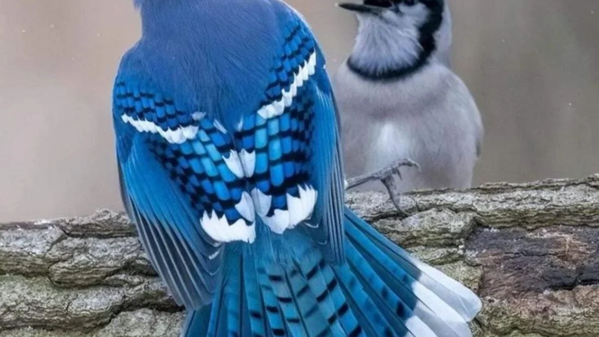 Fakta Unik Burung Blue Jay yang sangat menarik